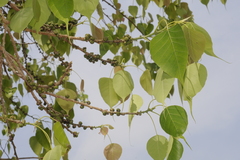Ficus religiosa